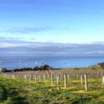 Kangaroo Island Shore Excursion Tasting Tour - For Cruise Ship Passengers Only - The Good, the Not-So-Good, and Who It’s For