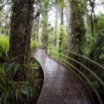 Kawiti Glow Worm Cave Tour & Opua Forest Walk - The Real Deal: What Travelers Say