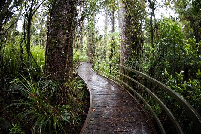 Kawiti Glow Worm Cave Tour & Opua Forest Walk - The Real Deal: What Travelers Say