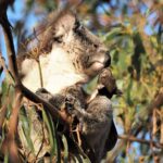 Koala Walking Tour in Kangaroo Island - Final Thoughts