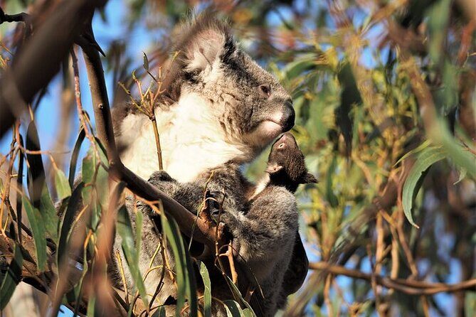 Koala Walking Tour in Kangaroo Island - Final Thoughts