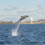 Koombana Bay: Dolphin Eco Cruise - Who Will Love This Experience?