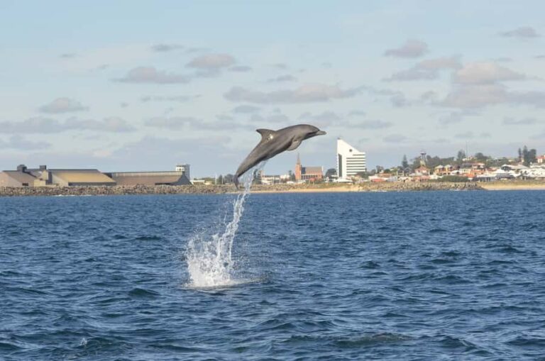 Koombana Bay: Dolphin Eco Cruise - Who Will Love This Experience?
