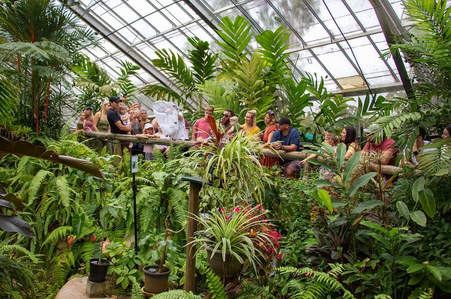 Kuranda: Australian Butterfly Sanctuary - Learning and Up-close Encounters