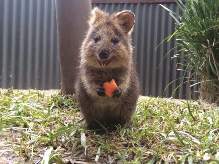 Kuranda Koala Gardens Park Entry - The Highlights