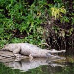 Kuranda: Riverboat Tour - FAQ