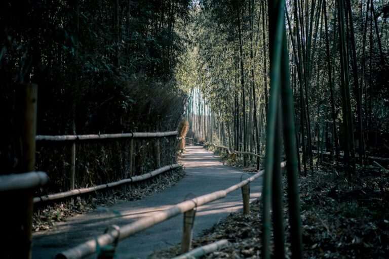 Bamboo pathway in Arashiyama Kyoto