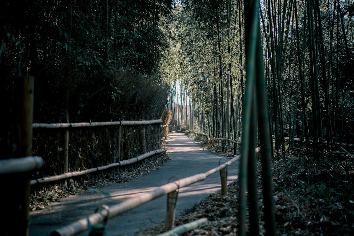 Bamboo pathway in Arashiyama Kyoto