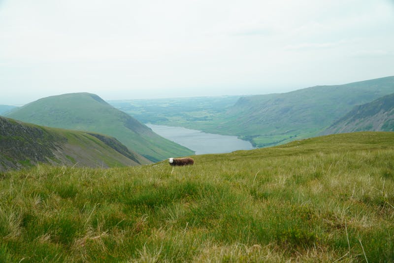 Herdwick sheep at Wastwater Lake District