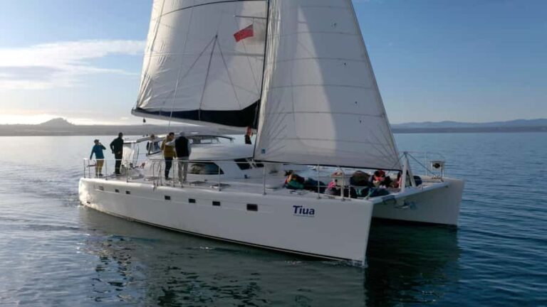 Lake Taupo: Luxury Sailing Catamaran to Mori Rock Carvings - Setting the Scene: What to Expect from the Tour