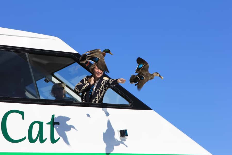 Lake Taupo: Maori Rock Carvings 10.30 AM 1.5-Hour Cruise - The Practicalities: Booking, Timing, and Accessibility