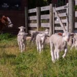 Lake Tekapo: Guided Petting Zoo Visit - The Experience from Visitors Perspectives