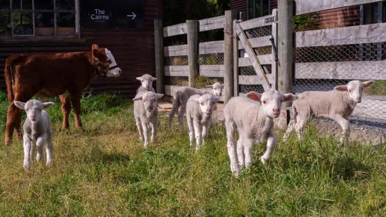 Lake Tekapo: Guided Petting Zoo Visit - The Experience from Visitors Perspectives