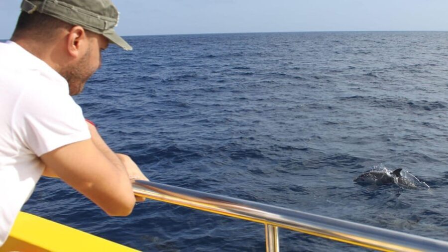 Lanzarote: 2.5-Hour Sunset and Dolphins Cruise - Getting to Puerto del Carmen: pickup that saves your evening