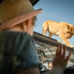 Lions 360 Experience and a Day at Monarto Safari Park - The Larger Monarto Safari Park: A Big-Game Day