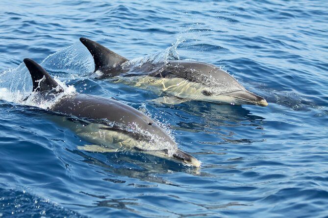 Lisbon: Dolphin Watching with a Marine Biologist - Ocean Safari - The Marine Biologist Guide Experience