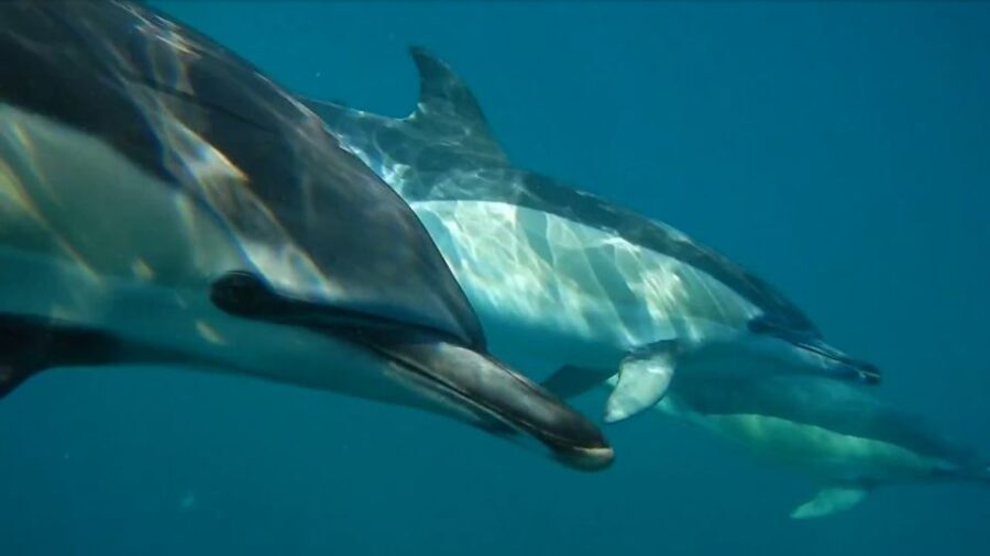 Lisbon: Dolphin Watching with Marine Biologist - Finding SeaEO Tours at Doca de Santo Amaro, Gate 3