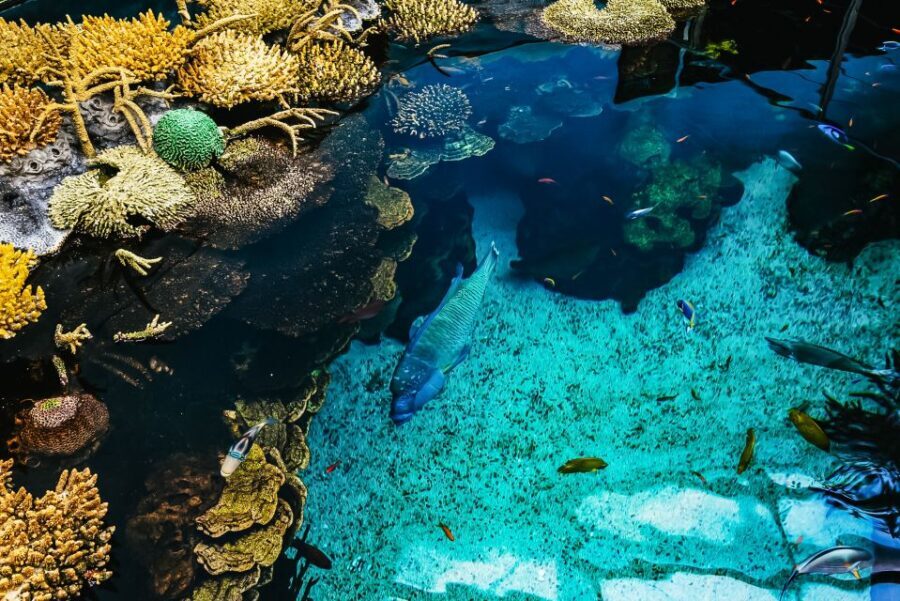 Lisbon: Oceanário de Lisboa Entrance Ticket - Your 1-Day Ticket: What You Get for About $29