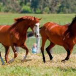 Living Legends Champion Racehorse Guided Tour - Who Is This Tour Best For?