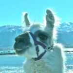 Llama Trek (Half-day) - Kaikoura Bay, Beaches & Seal Colony - What to Expect from the Llama Trek