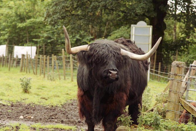 Loch Ness, Glencoe and The Scottish Highlands Tour from Edinburgh - Who This Tour Is Actually For