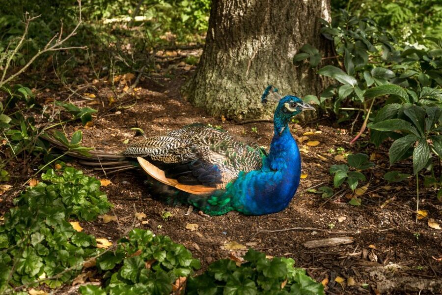 London: Kew Gardens Admission Ticket - Getting In Smoothly: Where to Go and How Not to Waste Time