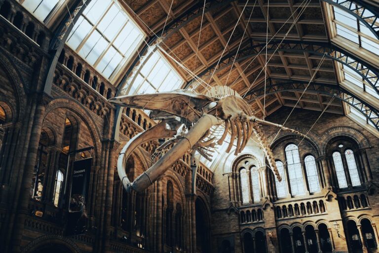 Whale skeleton inside Natural History Museum London