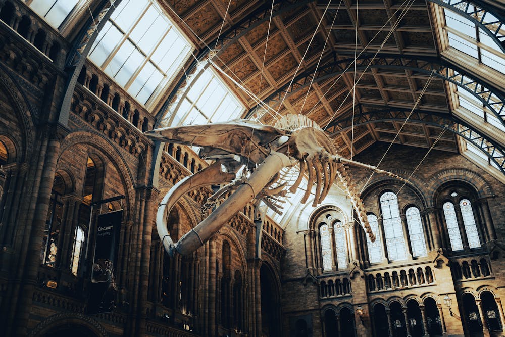 Whale skeleton inside Natural History Museum London