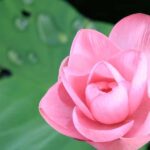 LookAbout Darwin Wetlands Wildlife Premium Tour Max 6 Guests - The Wetlands Experience at Fogg Dam Reserve