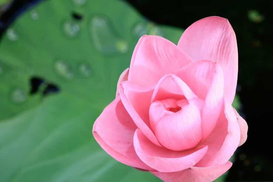 LookAbout Darwin Wetlands Wildlife Premium Tour Max 6 Guests - The Wetlands Experience at Fogg Dam Reserve