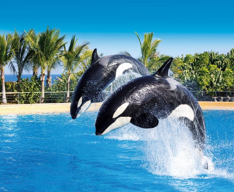 Loro Parque and Siam Park Combined Admission Tickets - Price and value: what $92 per person really buys you