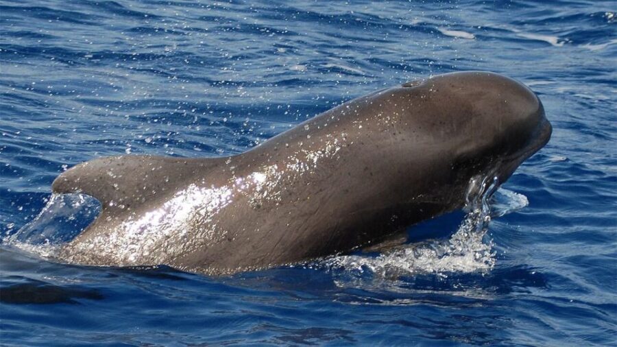 Tenerife: Eco-Yacht Whale and Dolphin Watching and Swimming - Ethical whale and dolphin watching: close, calm, and NO chase