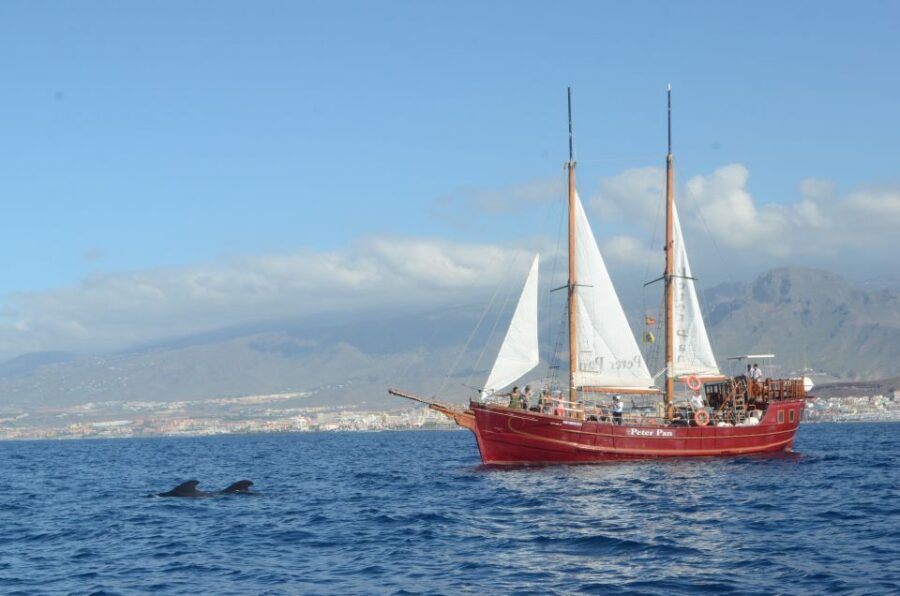Tenerife: Whale & Dolphin Watching Cruise with Swim Stop - Peter Pan Pirate Ship: The Vibe On Board