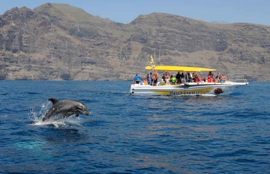 Los Gigantes: Dolphin & Whale Watching Cruise with Swim Stop - Meeting up at Los Gigantes Port (and why timing matters)