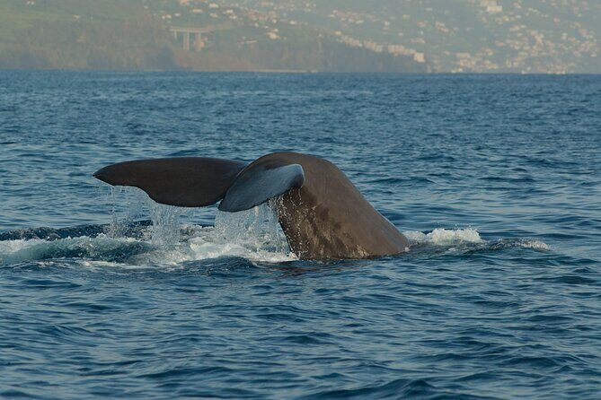 Madeira Dolphin & Whale Watching Tour - The Speedboat Experience Itself