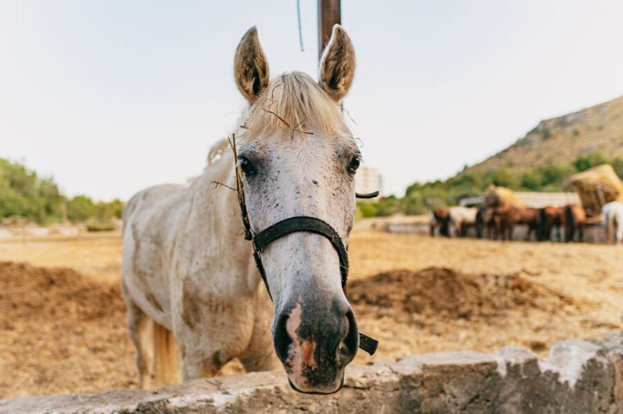 Mallorca: Horseback Riding Experience with Food Options - Petting-farm time: more than a quick photo stop