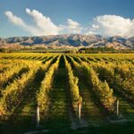 Marlborough: Wineries Visit and Tasting Session - Visiting the Wineries