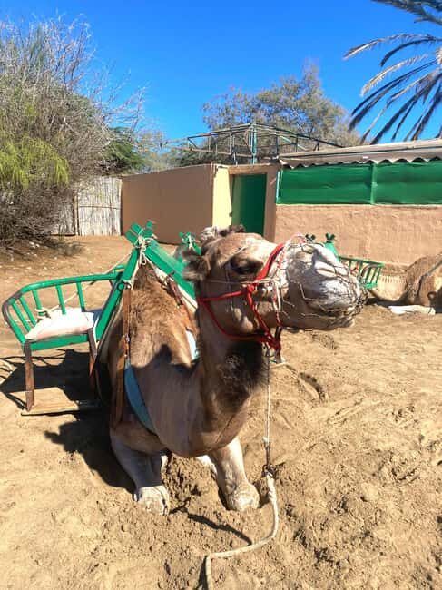 Maspalomas: Guided Camel Ride in the Maspalomas Sand Dunes - Location and Meeting Point: Charca Maspalomas to the Camel Station