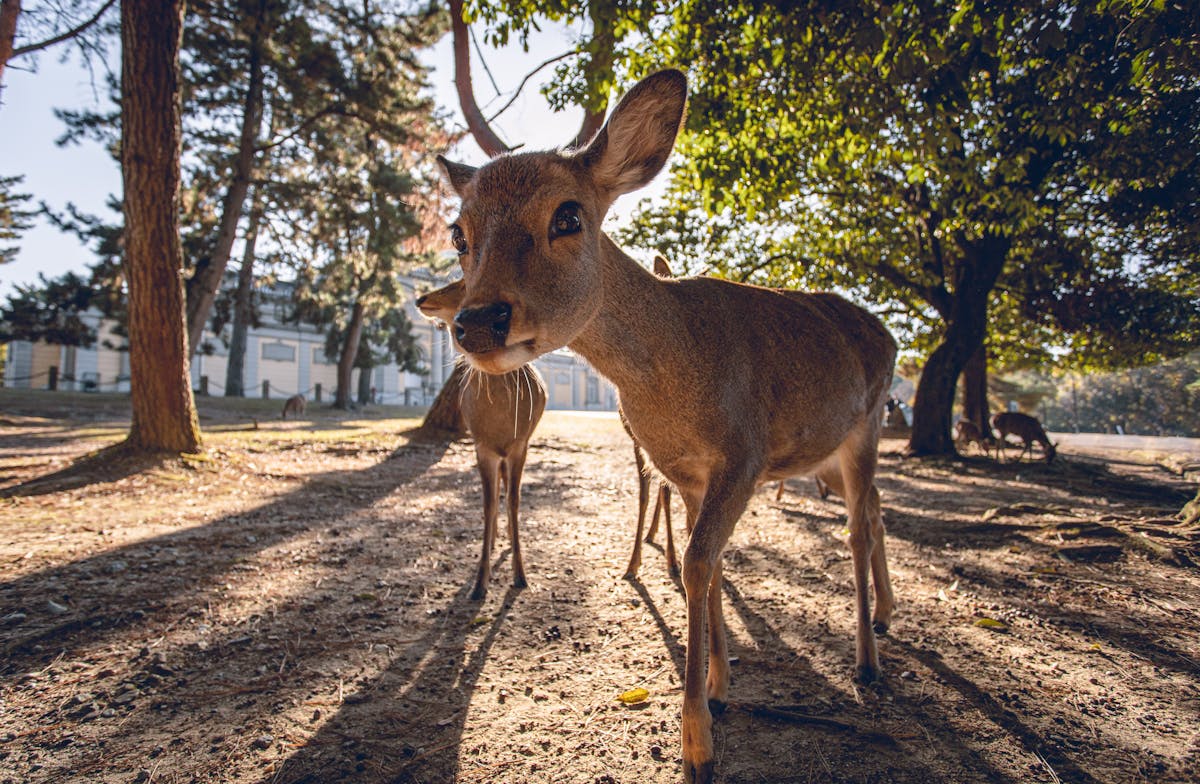 Deer in Nara Park Japan
