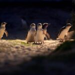 Melbourne City Tour and Phillip Island in One Day - How It Feels in Practice