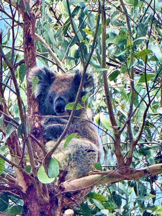 Melbourne: Great Ocean Road Reverse Tour & London Bridge - The Experience in Detail