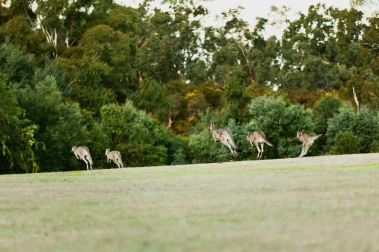 Melbourne: Yarra Valley Wine Bubbles & Kangaroos Tour - Deep Dive into the Itinerary