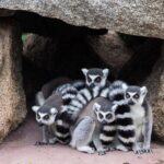 Melbourne Zoo General Entry Ticket - Weighing the Experience: Pros and Cons