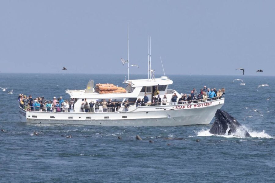 Monterey: Monterey Bay Dolphin and Whale Watching Boat Tour - Parking the day of your cruise: 201 Washington Street to 48 Fisherman’s Wharf #1
