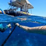 Mooloolaba: Turtle Snorkel & Swim at Mudjimba Island - The Itinerary and What to Expect