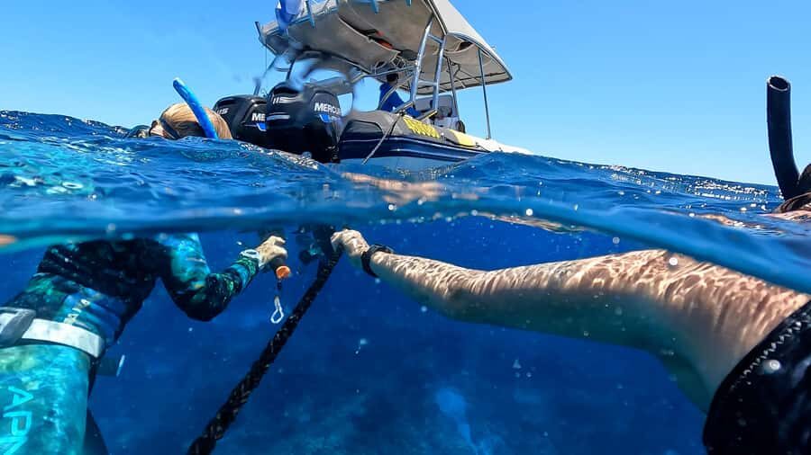 Mooloolaba: Turtle Snorkel & Swim at Mudjimba Island - The Itinerary and What to Expect