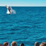 Mooloolaba: Whale Watching Cruise - The Itinerary in Detail