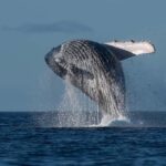 Mooloolaba: Whale Watching Cruise - The Pros and Cons