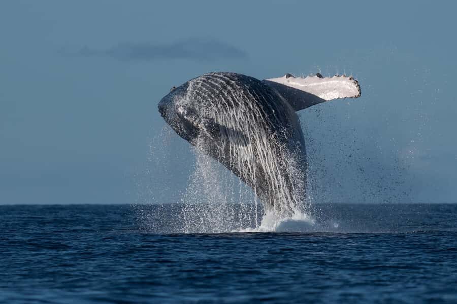 Mooloolaba: Whale Watching Cruise - The Pros and Cons