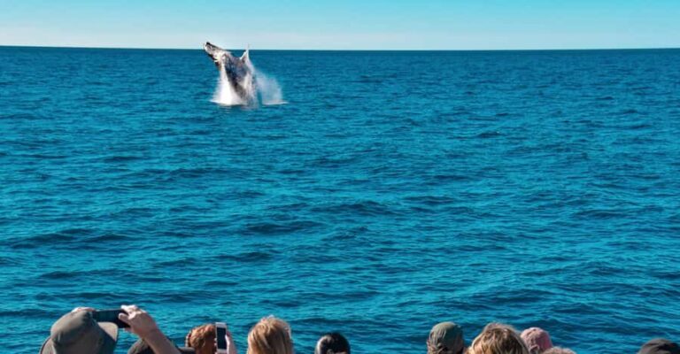Mooloolaba: Whale Watching Cruise - The Itinerary in Detail